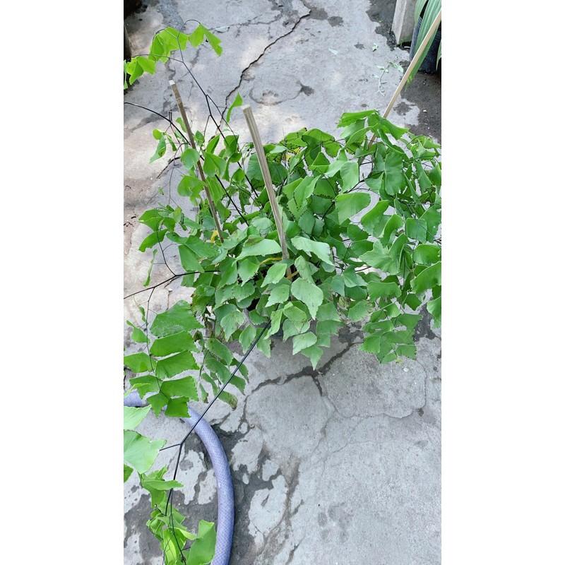 Cây Tóc Thần Vệ Nữ