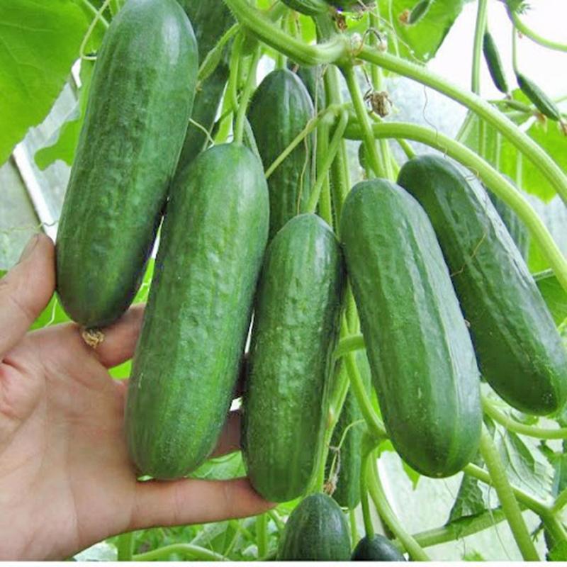 Hạt Giống Dưa Chuột Chùm Siêu Trái -