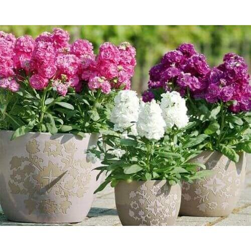 Hạt giống hoa hoàng anh nhiều màu -1 gói 30 hạt