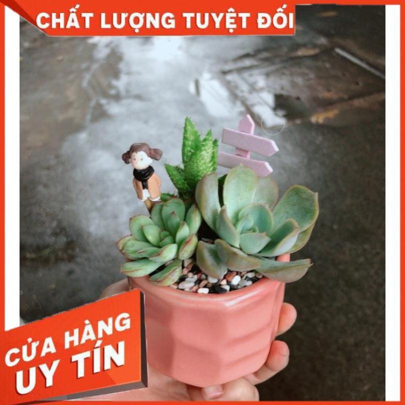 Chậu sen đá tiểu cảnh 6