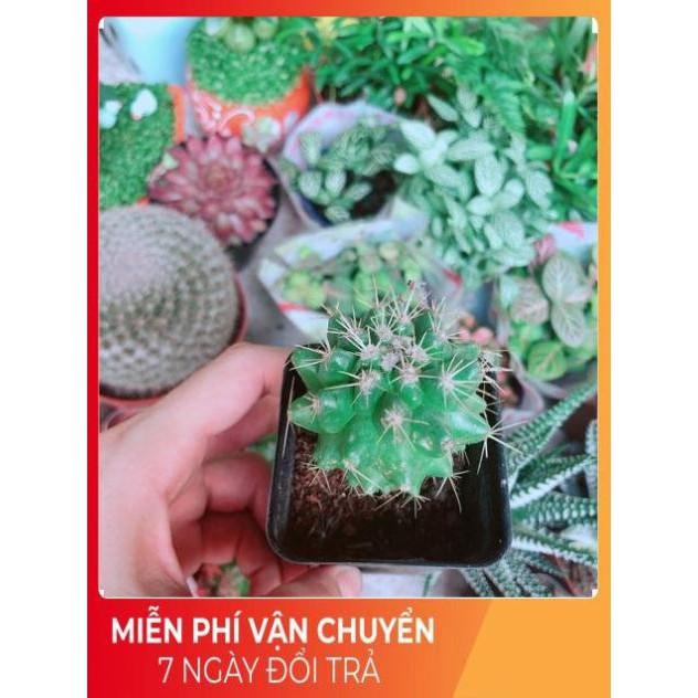 Xương Rồng Kim Hổ