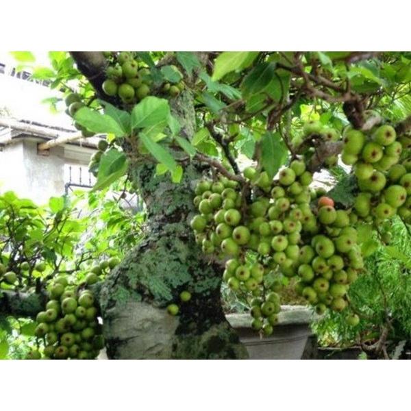 1kg sung nếp ta thái lát, phơi khô sạch - hàng nhà làm thủ công