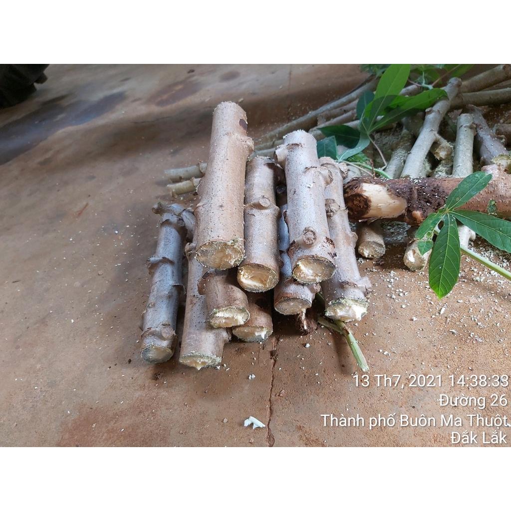 2 KG giống Khoai mì ruột trắng dẻo thơm.