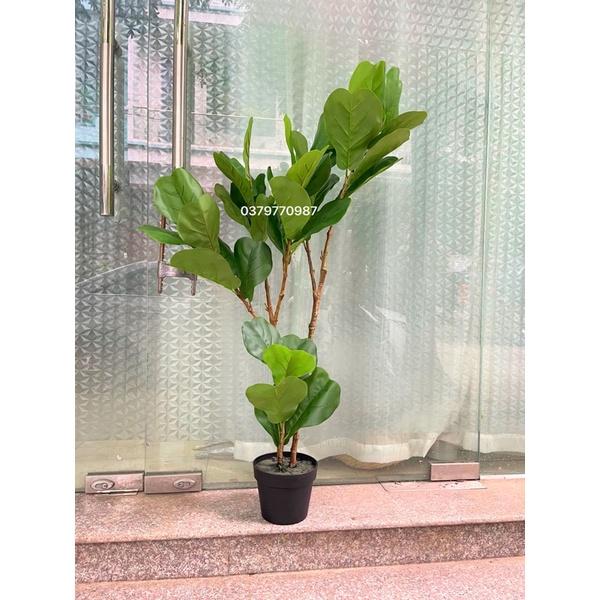 Cây bàng singapo giả cao 120cm