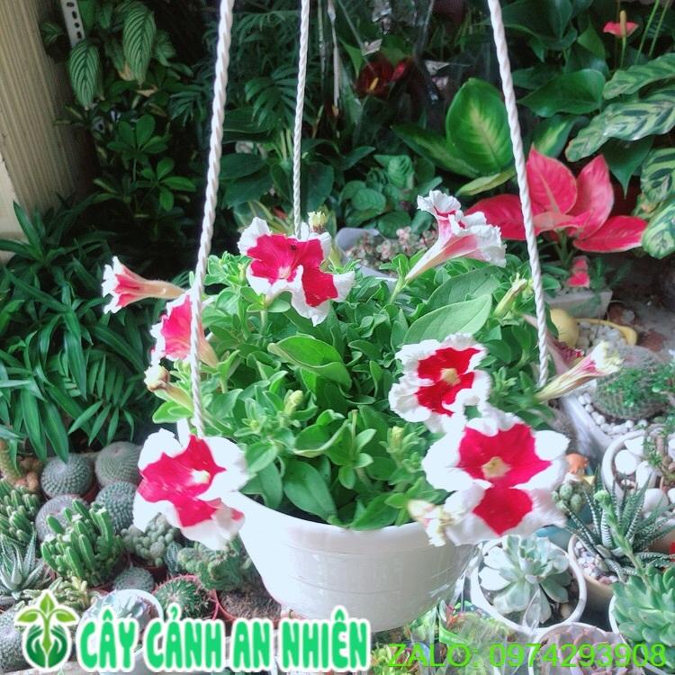 Chậu Hoa Dạ Yến Thảo