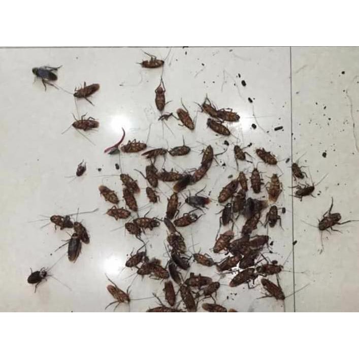 Chai xịt diệt kiến diệt gián ruồi muỗi Sinh học Biopro Chai 500ml Diệt sạch côn trùng gây hại An toàn Hiệu quả Sx tại VN
