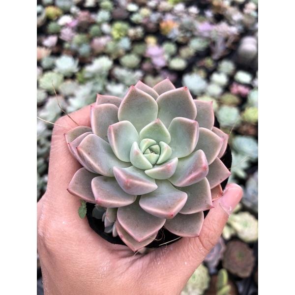 Sen Đá Đá Hồng Siêu Khoẻ Size Bầu 5cm Hư 1 Đổi 1
