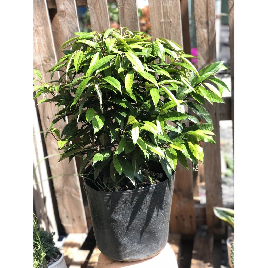 Cây Vú Sữa lò rèn Vĩnh Kim cao 70 - 90 cm