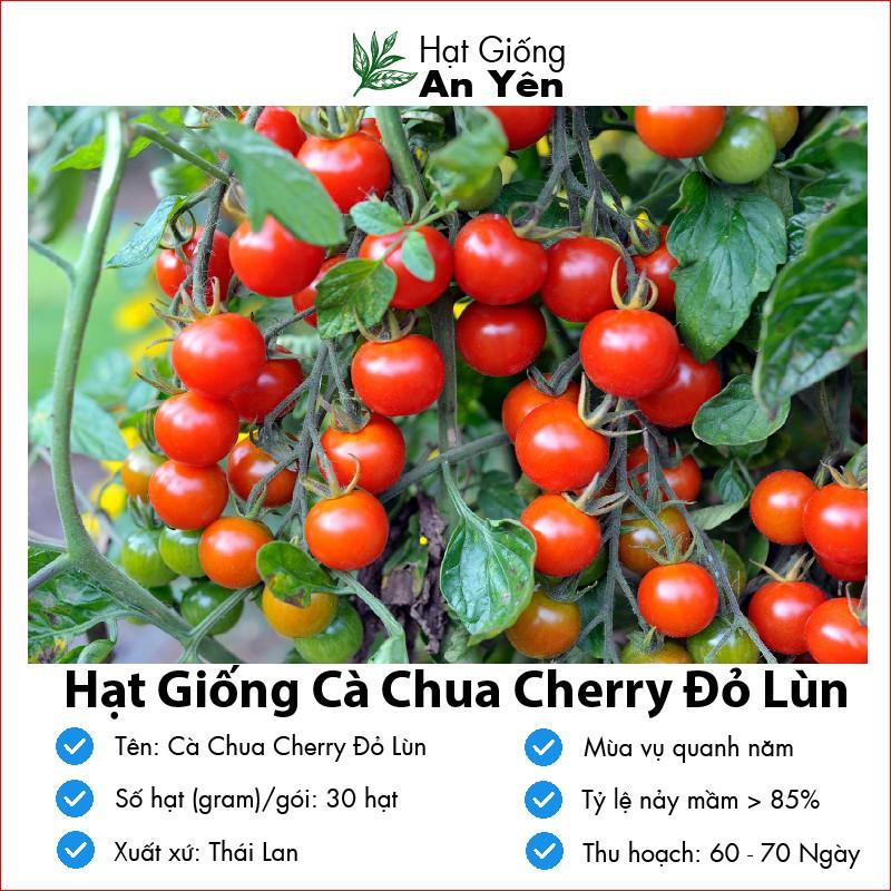 Hạt giống Cà Chua Cherry thu hoạch sớm, dễ trồng, nảy mầm cao, sinh trưởng khoẻ