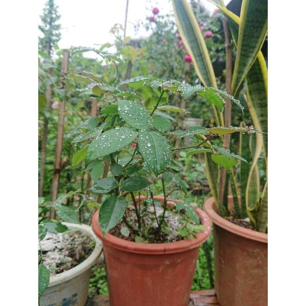 Chậu hồng cổ sapa nguyên bản không ghép