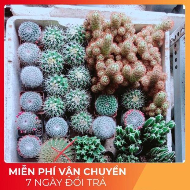 Xương Rồng Đồng Giá 40k