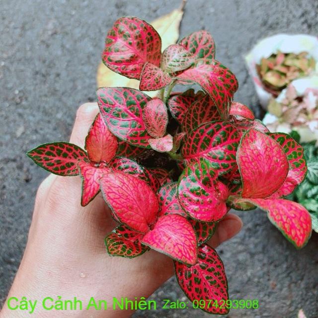 Cẩm Nhung Hồng Đậm