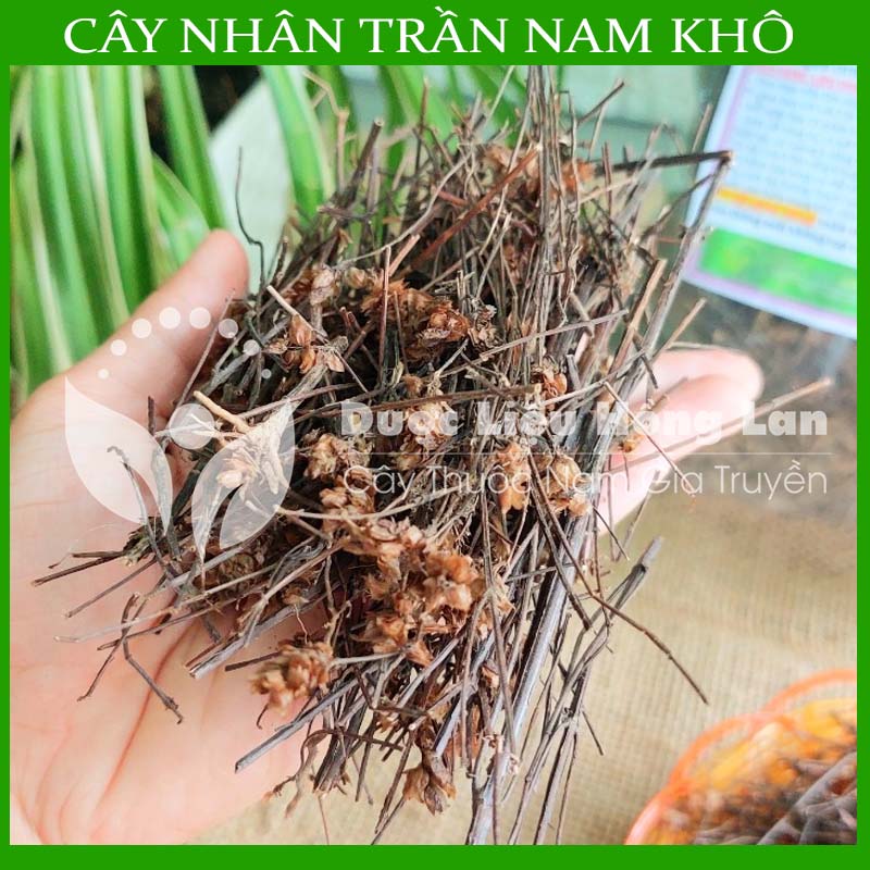 Cây Nhân Trần Nam khô 1kg