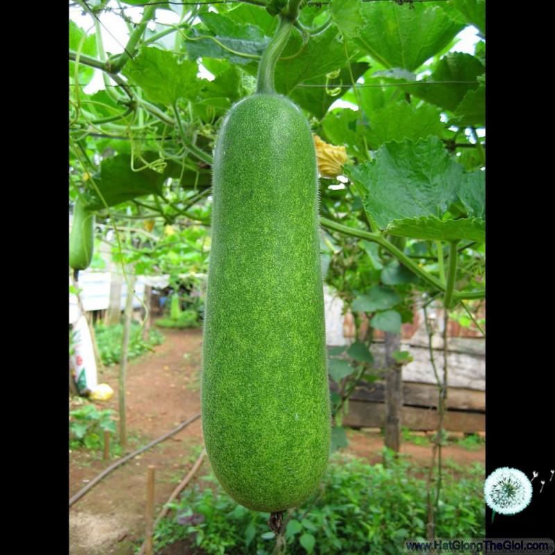 0.2Gr Hạt Giống Bí Đao Chanh