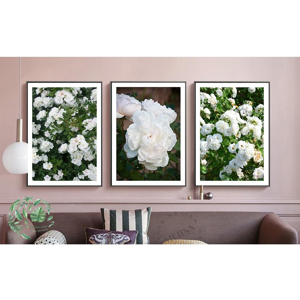 Bộ 3 tranh treo tường Hoa hồng trắng 50*70cm