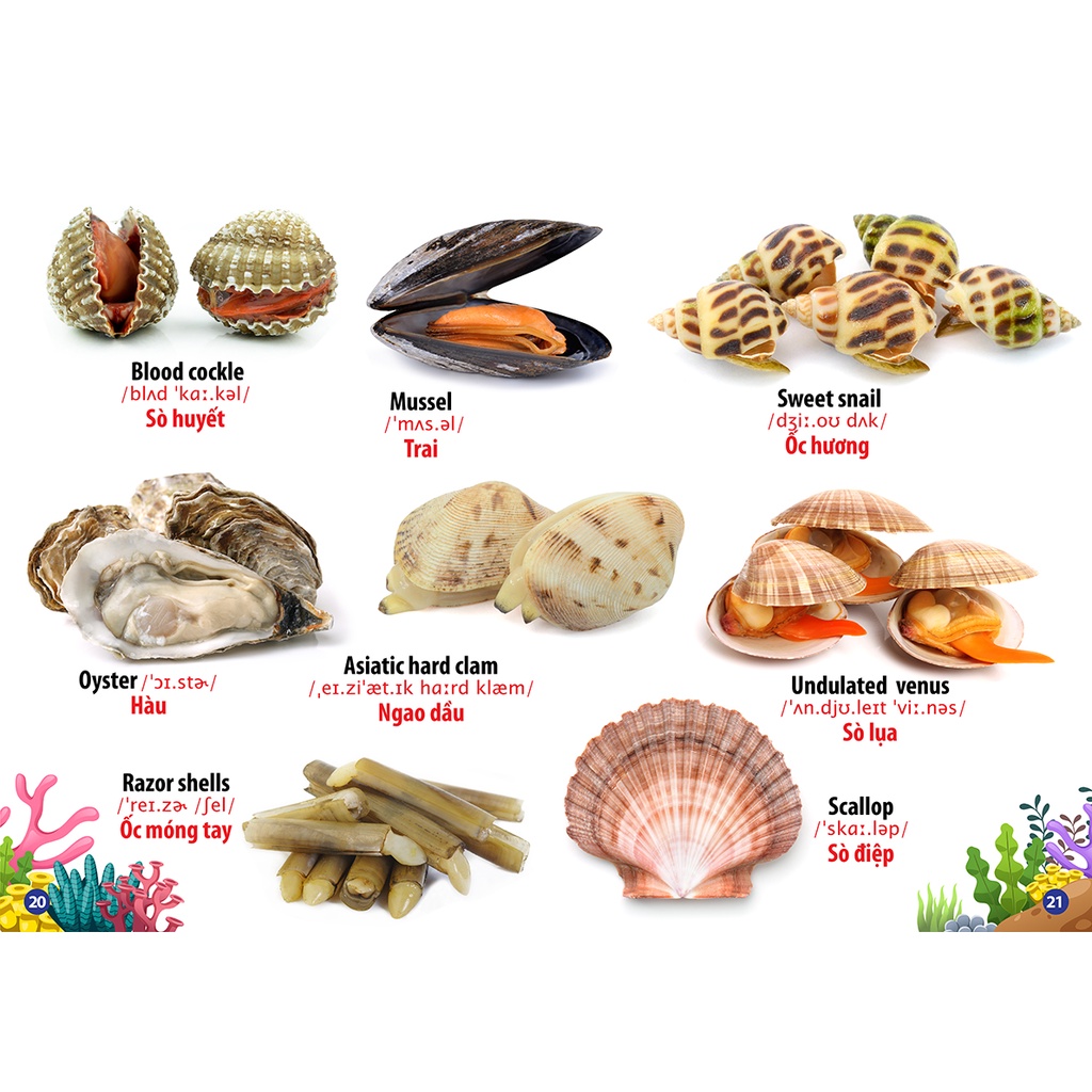 Sách Từ Điển Bằng Hình - Động Vật Dưới Nước