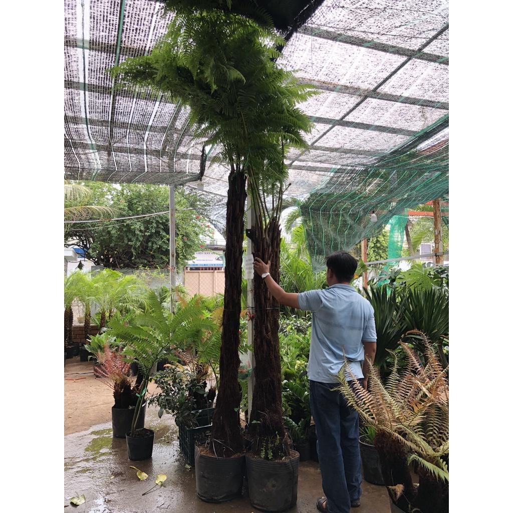 Chậu cây dương xỉ cao hơn 3 mét chỉ giao tại TP.HCM