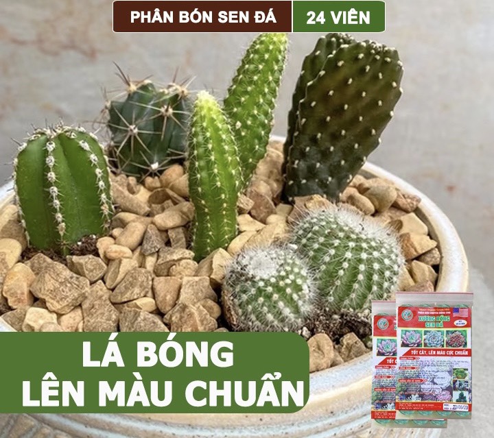 Phân Bón Sen Đá, Xương Rồng , Dạng Viên, Cho Cây Mọng Nước, Kích Rễ, Lên Màu Chuẩn Đẹp - Gói 24 Viên