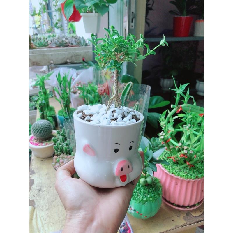 Chậu Cây Sam Hương Bonsai