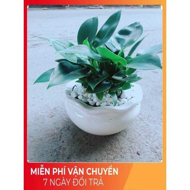 Chậu Trầu Bà Đế Vương