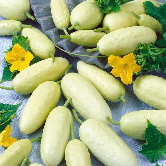 Hạt Giống Dưa Chuột Trắng Có Gai Cực Kỳ Ngọt Năng Xuất Cao Chống Chịu Sâu Bệnh Gói 15 Hạt