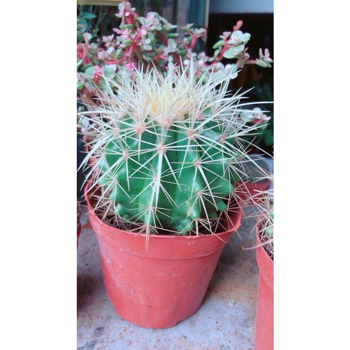 Xương Rồng Kim Hổ