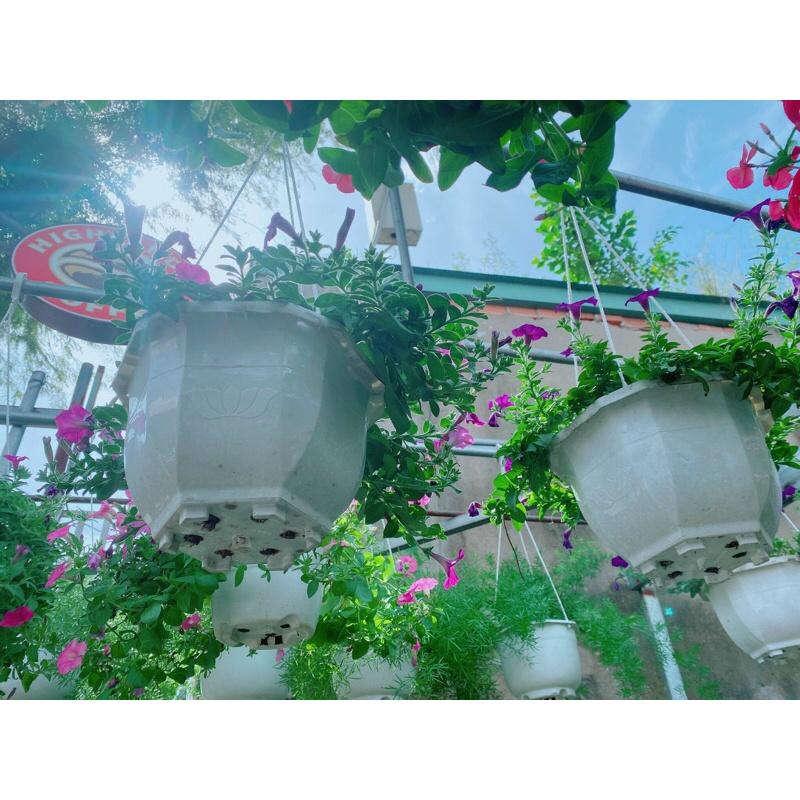 Chậu Hoa Dạ Yến Thảo