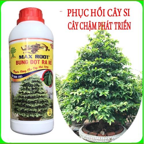 Siêu kích rễ mai vàng, phục hồi cây si Max Root chai 1 lít