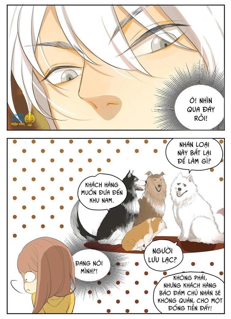 cứu mạng ! loài mèo thống trị thế giới rồi ! chapter 19 6