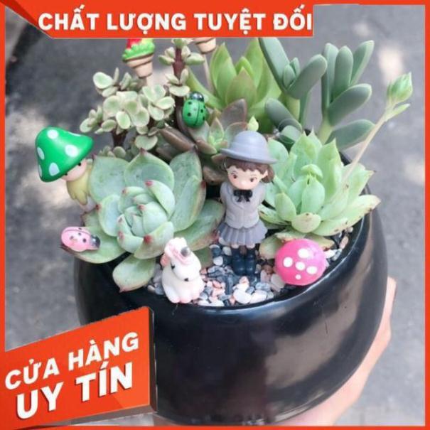 Chậu tiểu cảnh 04