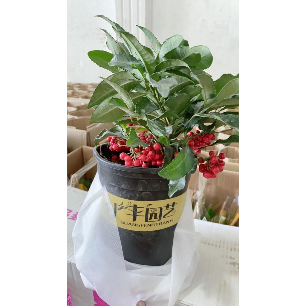 Kim Ngân Lượng Mẫu Để Bàn