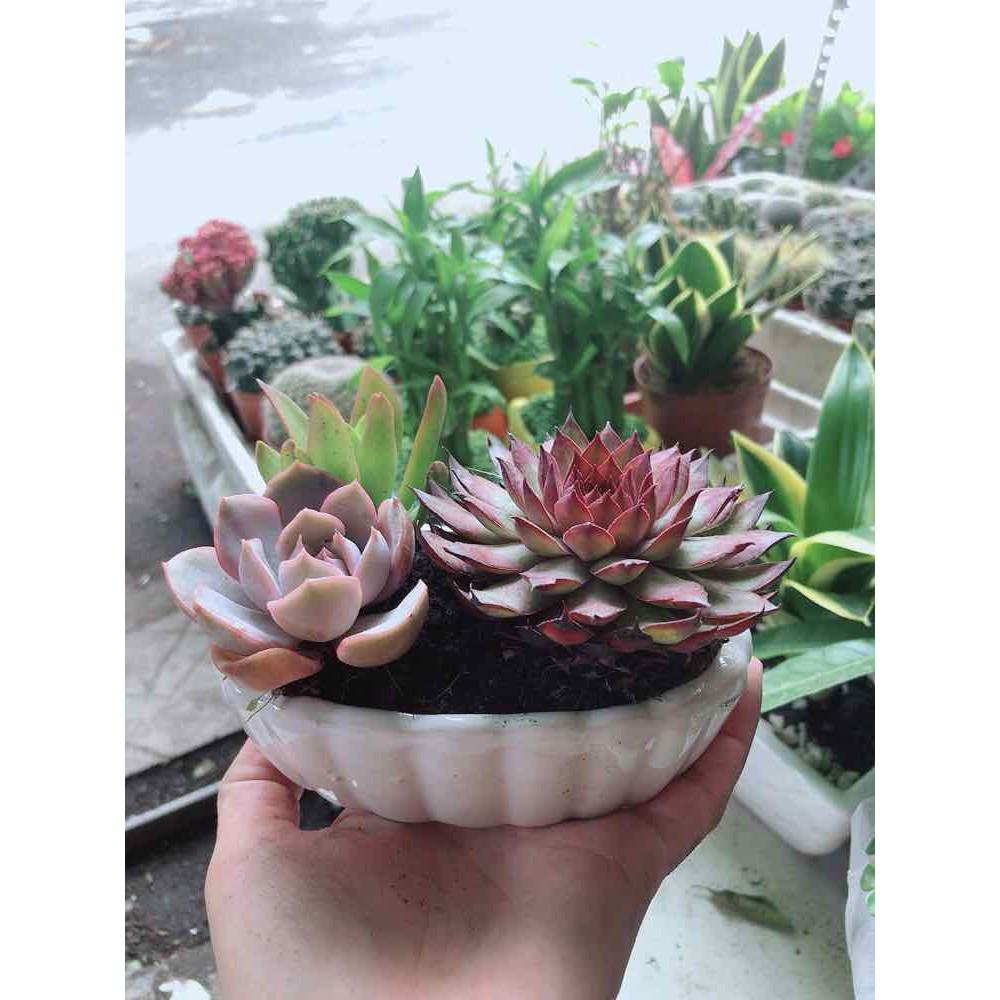 Chậu Sen Đá Mix Bán Chạy