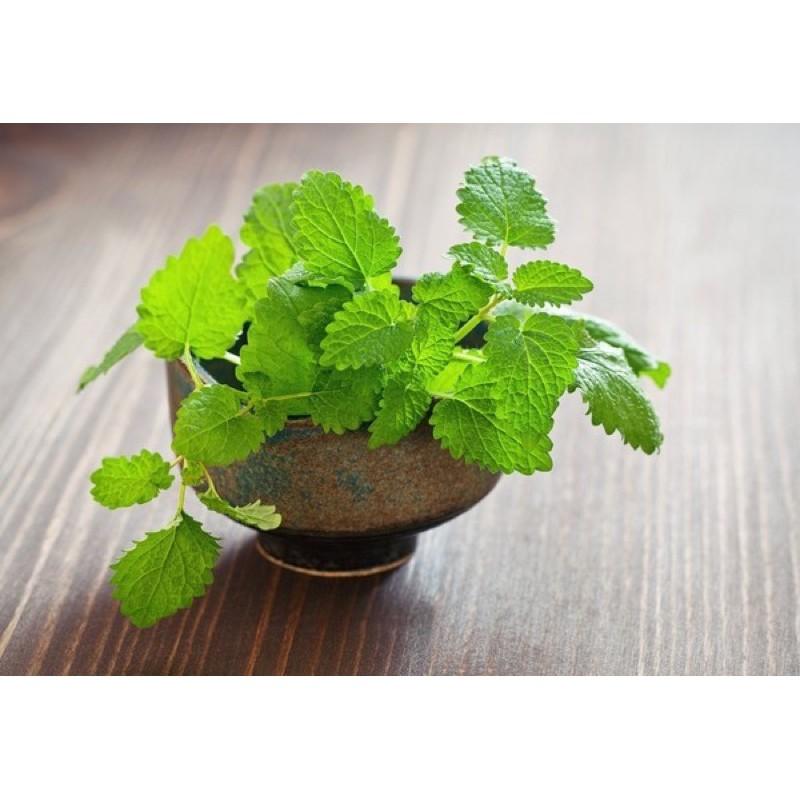 Hạt giống Bạc Hà Âu - pepper mint