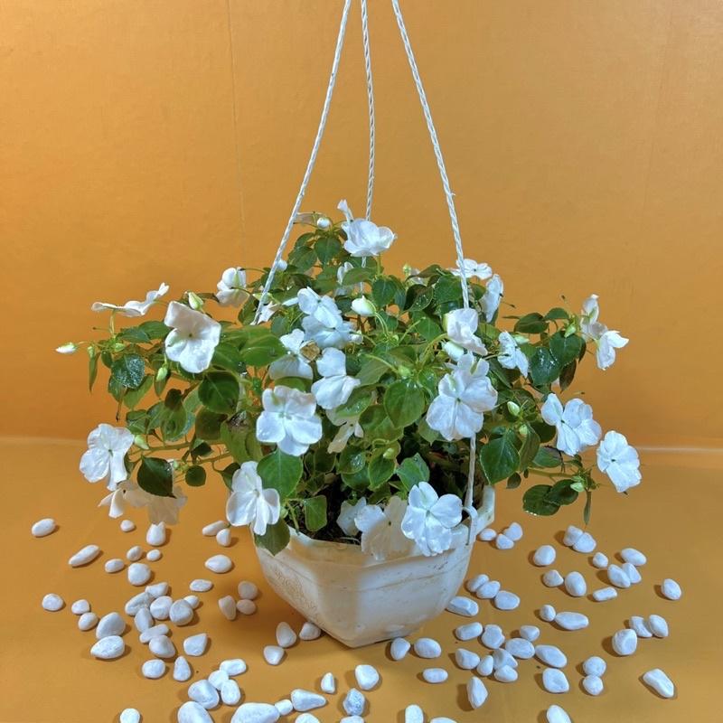 Chậu hoa ngọc thảo treo siêu hoa nhiều màu rực rỡ trang trí ban công, sân vườn dịp Tết