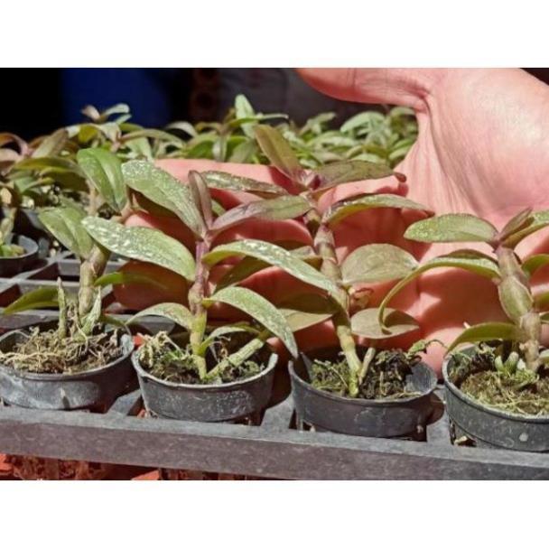 Hoa phong lan- giả hạc mắt cua + 700g phân thỏ hữu cơ ki mập khỏe ấm chậu