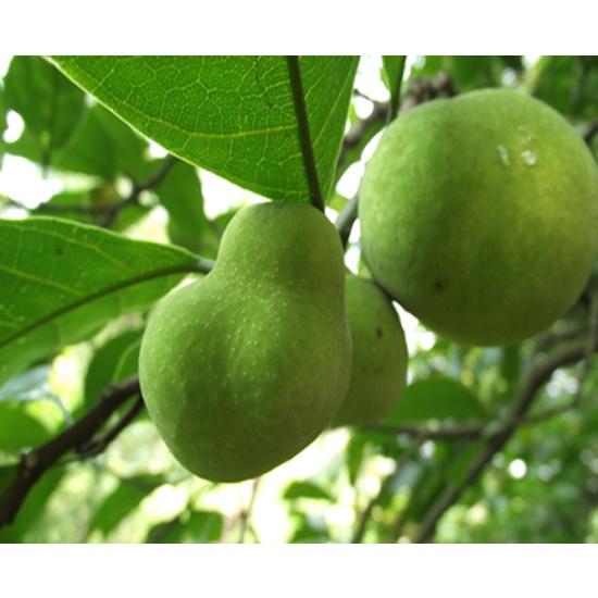 Hạt Giống Cây Chay KNS3 - Gói 20 hạt
