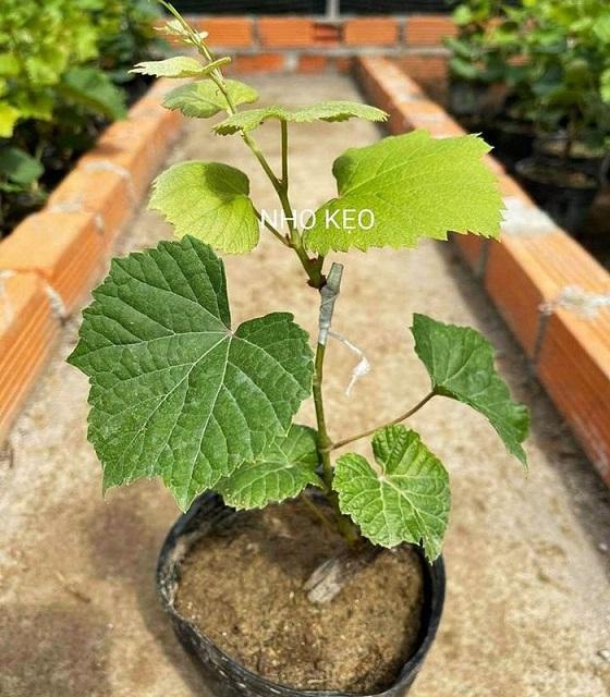 CÂY GIỐNG NHO KẸO