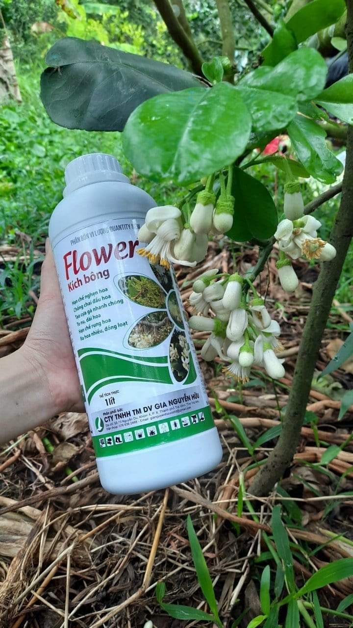 PHÂN BÓN KÍCH THÍCH RA HOA, GIÚP CÂY RA HOA ĐỀU VÀ ĐỒNG LOẠT - FLOWER KÍCH BÔNG 1L