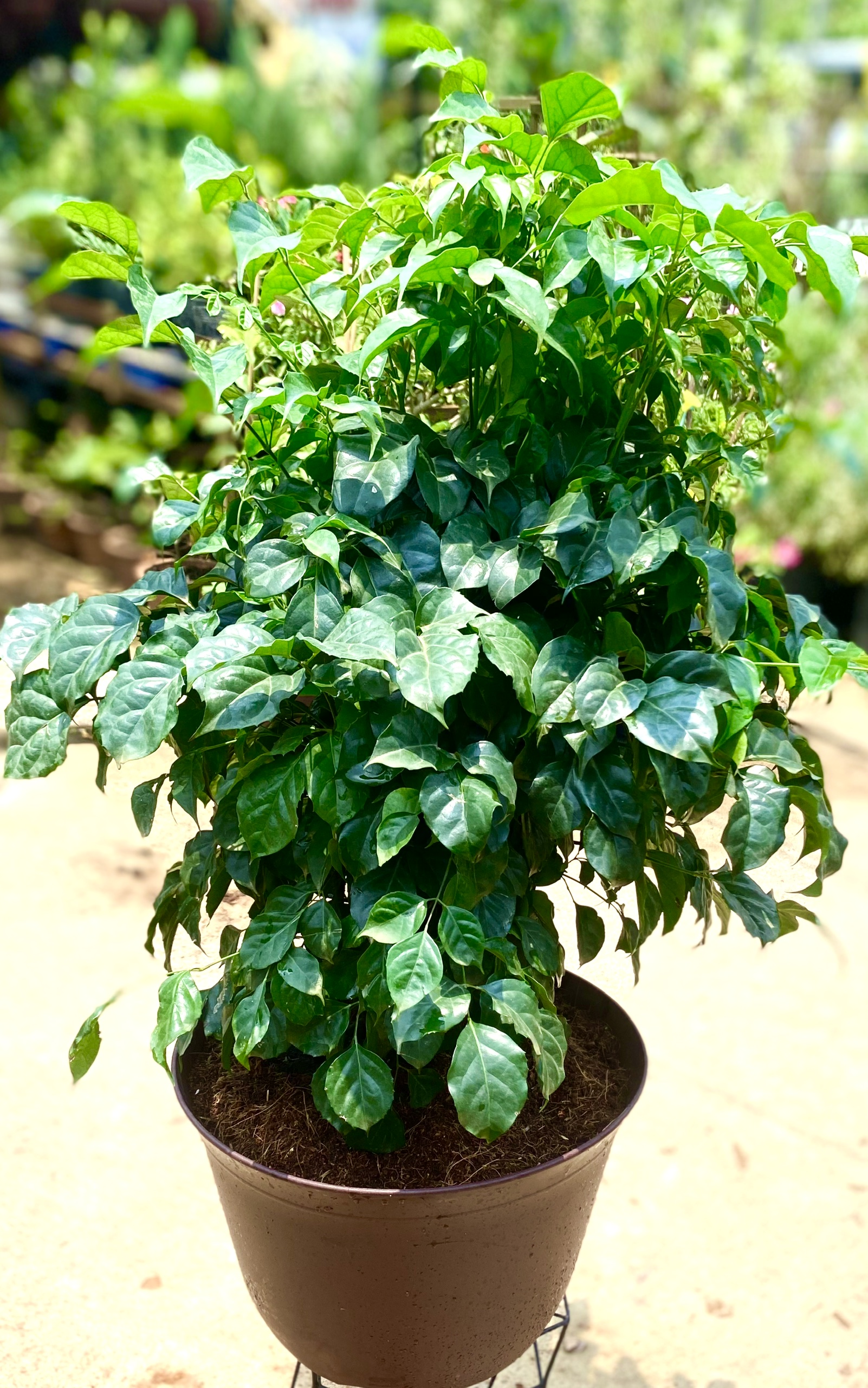 Chậu cây Hạnh Phúc trồng trang trí văn phòng