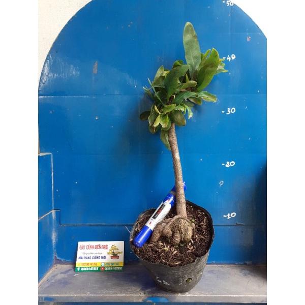 2 Cây Mai Giảo tự xoắn