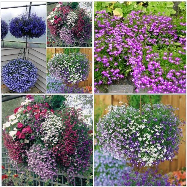 Hạt Giống Hoa Cúc Lobelia Nhiều Màu -