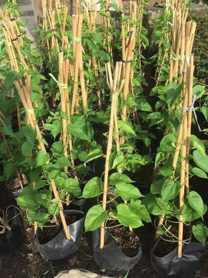 Cây thiên lý leo giàn tường rào dài 55-70cm, trang trí leo ban công và tường rào rất đẹp