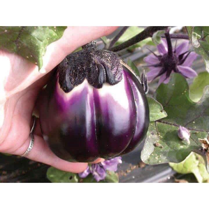 Hạt giống cà tím khía Thái Lan F1 KNS359 - Gói 0.3gram