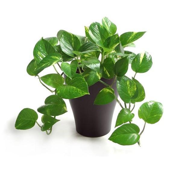 Cây trầu bà xanh - cây cảnh mini - cây cảnh để trong nhà + tặng phân bón cho cây