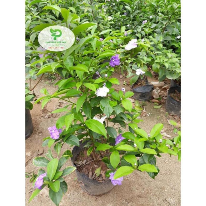 Hoa Nhài Nhật Hoa Đẹp, Dáng Cao, Nhiều Nhánh