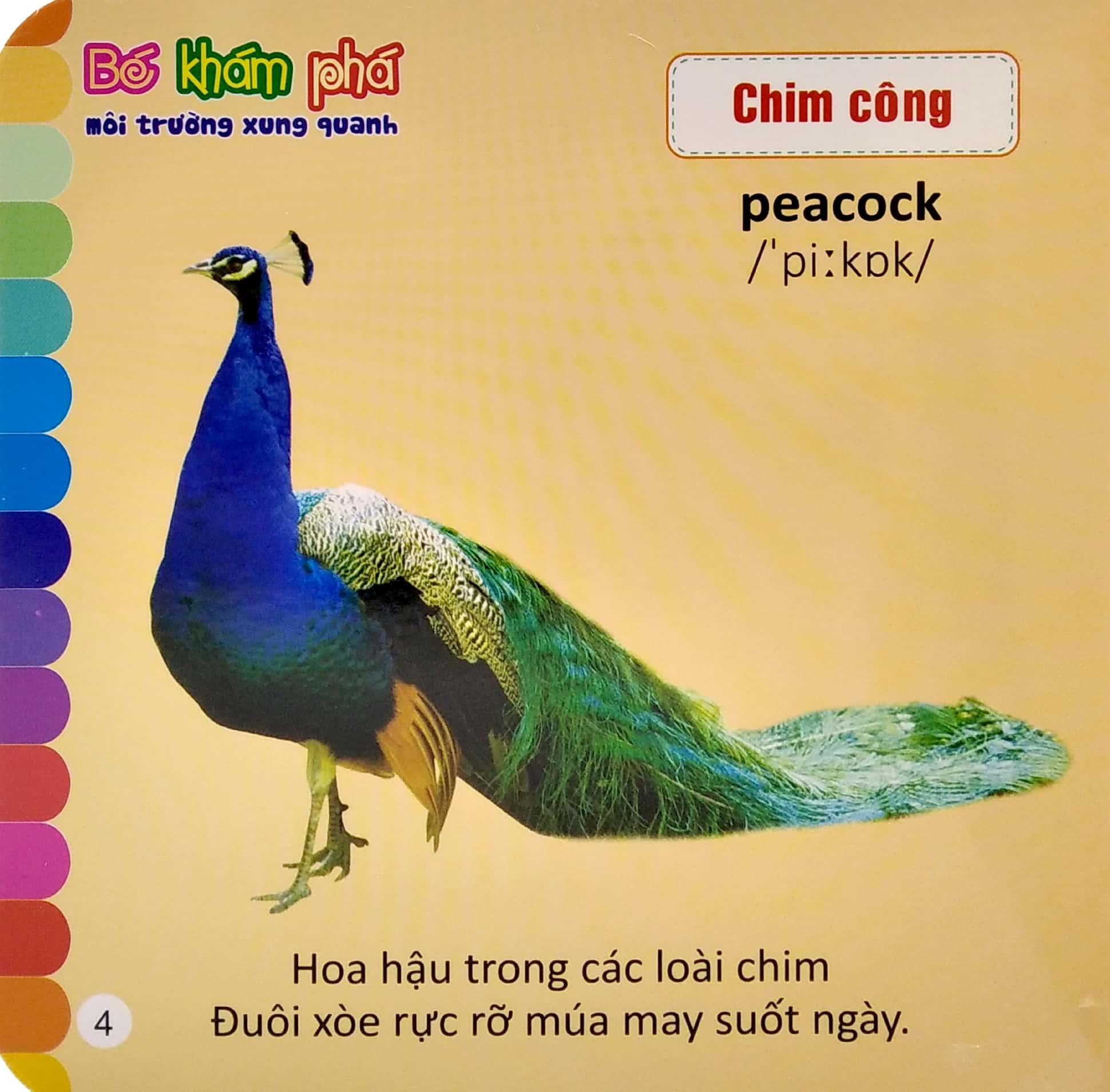 Bé Khám Phá Môi Trường Xung Quanh: Các Loài Chim - Birds