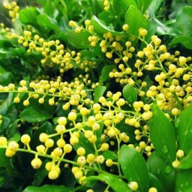 Cây ngâu vàng tạo hình tháp - cây phôi
