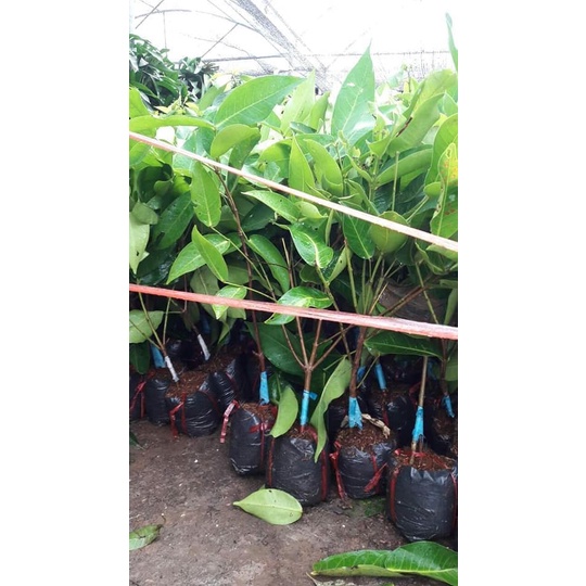 CÂY MẬN XANH TAM HOA