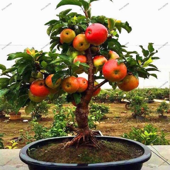 CÂY GIỐNG TÁO ĐỎ TÂN CƯƠNG , CAM KẾT GIỐNG CHUẨN F1