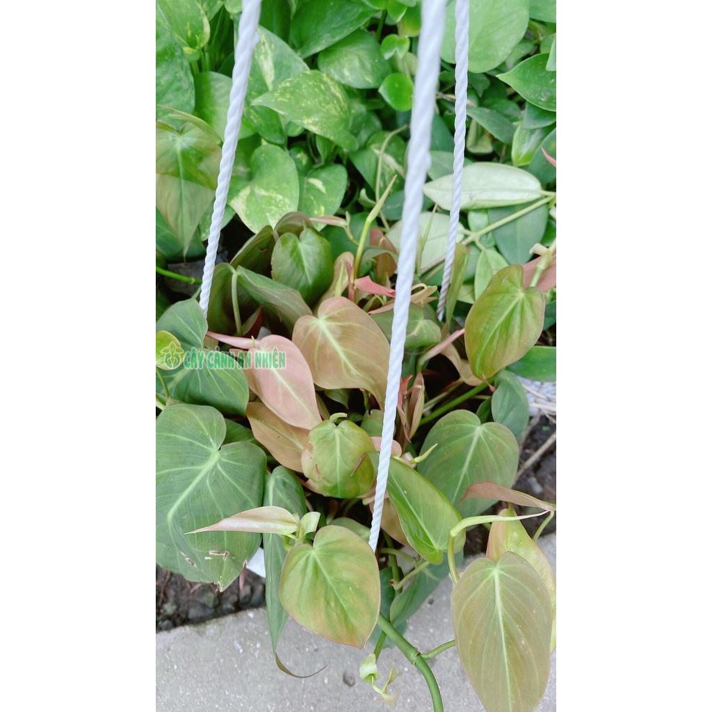 Cây Trầu bà Mican hàng đẹp